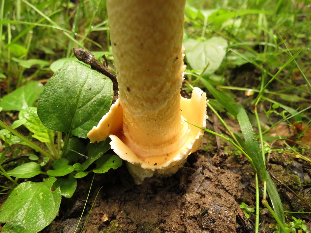 Amanita crocea 7272